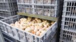 DA lifts temporary ban on poultry imports from 3 countries