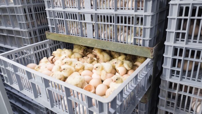 Hatching,Eggs,In,Modern,Incubator,Hatchering,Machine,,A,Newborn,Chicken