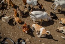 DA urges more investment in livestock, priority crops