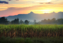 SRA requires local purchase before allowing molasses imports