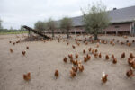 DA suspends Netherlands poultry imports