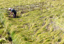 Tino, Uwan typhoons wreck P743.8-M worth of crops