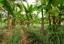 PH farmers gain certainty as US keeps tariffs exemption