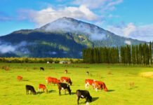 DA clears 13 Chilean meat exporters for entry