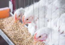 Bataan resident feedback sought in P500-M poultry farm project