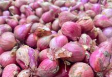 Import lag spurs probe into rising red onion prices