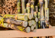 Gov’t agrees to extend import moratorium on molasses