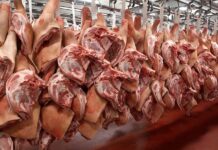 Belgian pork offers stability amid ASF pressures