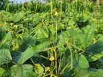 DA plans mung bean shift as irrigation damage threatens rice harvest