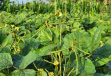 DA plans mung bean shift as irrigation damage threatens rice harvest