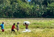 Palay prices rebound in November as import freeze bites