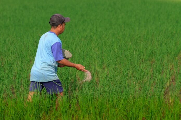 rice field fertilizer