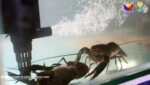DA tests redclaw crayfish as high-value aquaculture crop