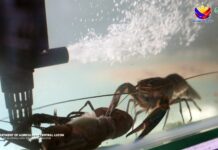 DA tests redclaw crayfish as high-value aquaculture crop
