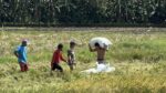 Palay prices rebound as import ban holds