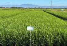 Silver-winning Mabango 3 rice proves tough even in floods