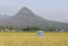 NFA relaxes palay buying rules to boost farmer incomes ahead of harvest peak