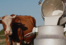 Carabao and goat milk drive 27% growth in PH dairy value