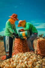 DA steps in to buy onions as harvest surge threatens price collapse DA steps in to buy onions as harvest surge threatens price collapse