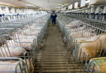 DA reopens door to Czech pork after ASF clearance