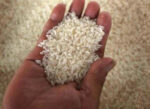 NGA raises P936.5M in aging rice auction, clears way for bigger palay buying