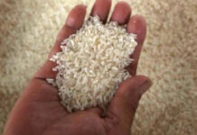 NFA raises P936.5M in aging rice auction, clears way for bigger palay buying
