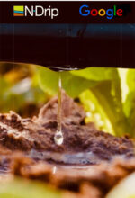 Gravity drips lift rice yields, slash water use Gravity drips lift rice yields, slash water use