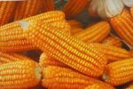 Economist pushes lower corn tariffs nationwide Economist pushes lower corn tariffs nationwide
