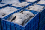 DA sets rules for importing 250,000 metric tons of fish DA sets rules for importing 250,000 metric tons of fish