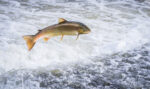Salmon high on cocaine swim wildly off-course Salmon high on cocaine swim wildly off-course