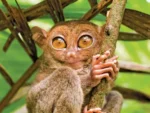 Tiny night primate survives city life in Tacloban Tiny night primate survives city life in Tacloban