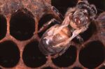 Deadly bee virus found in Philippine hives Deadly bee virus found in Philippine hives