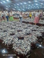 Galunggong landings nearly double in Navotas in March Galunggong landings nearly double in Navotas in March