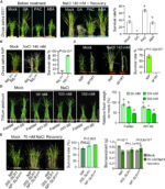 Shorter crops, stronger roots: salt-tough rice, wheat Shorter crops, stronger roots: salt-tough rice, wheat