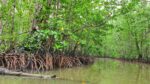Tiny creatures reveal big secrets in mangroves Tiny creatures reveal big secrets in mangroves