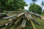 DA seeks up to $500M loan to boost PH bamboo industry DA seeks up to $500M loan to boost PH bamboo industry