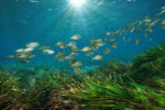 Seagrass, Not Corals, Do Oceans’ Dirty Work Seagrass, Not Corals, Do Oceans’ Dirty Work