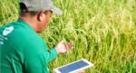 PhilRice pushes cost-saving farming methods ahead of wet season PhilRice pushes cost-saving farming methods ahead of wet season