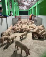 China’s pig import restrictions have no impact on trade – DA China’s pig import restrictions have no impact on trade – DA