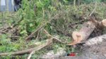 Tree removing permits come with heavy rehabilitation requirements – DENR Tree removing permits come with heavy rehabilitation requirements – DENR