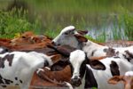 DA imposes temporary import ban on FMD-susceptible commodities from Greece DA imposes temporary import ban on FMD-susceptible commodities from Greece