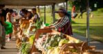 DMCI Homes helps Benguet farmers bolster profits DMCI Homes helps Benguet farmers bolster profits