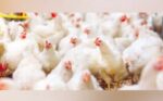 DA lifts Argentina poultry import ban DA lifts Argentina poultry import ban
