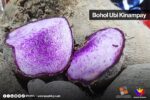 Ube’s global glow-up sparks Bohol protection bid Ube’s global glow-up sparks Bohol protection bid