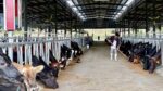 Spanish Know-How Backs Philippine Dairy Expansion Spanish Know-How Backs Philippine Dairy Expansion