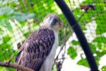 Girlie: The eagle that defined Philippine conservation partnership Girlie: The eagle that defined Philippine conservation partnership