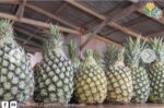 DA rolls out pineapple shipment to UAE, reopening Middle East market access DA rolls out pineapple shipment to UAE, reopening Middle East market access