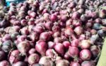 DA eyes destruction of 650 MT spoiled Chinese onions over health risks DA eyes destruction of 650 MT spoiled Chinese onions over health risks