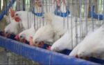DA bans bird, poultry imports from Japan, Austria over bird flu DA bans bird, poultry imports from Japan, Austria over bird flu