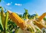 DA proposes expanded corn import quota to stabilize costs, food prices DA proposes expanded corn import quota to stabilize costs, food prices